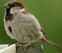 House Sparrow