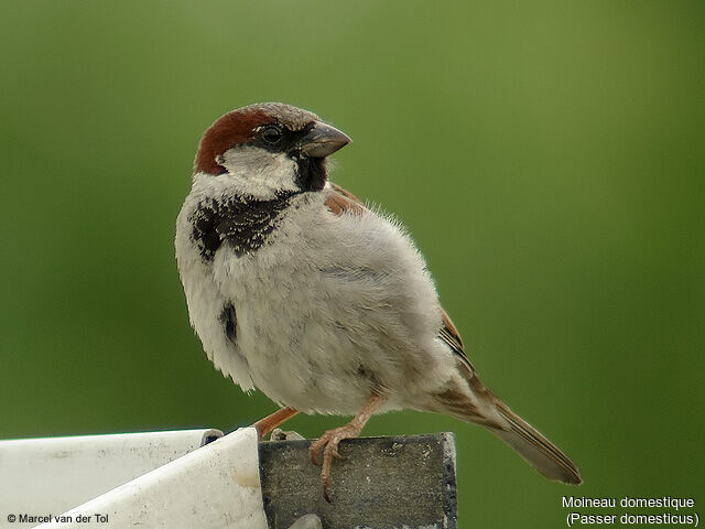 House Sparrow