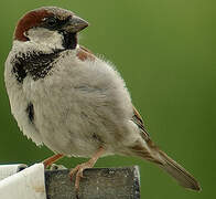 House Sparrow