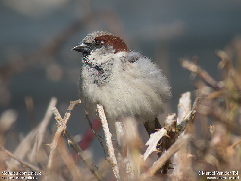 House Sparrow male adult