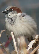 House Sparrow