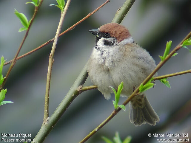 Moineau friquetadulte