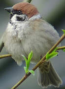 Eurasian Tree Sparrow