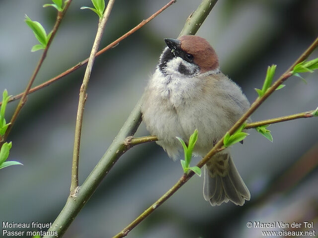 Moineau friquetadulte