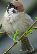 Eurasian Tree Sparrow