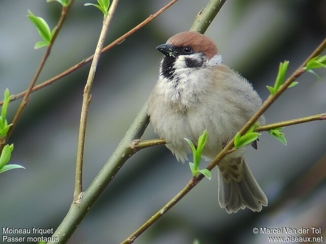 Moineau friquetadulte