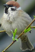 Eurasian Tree Sparrow