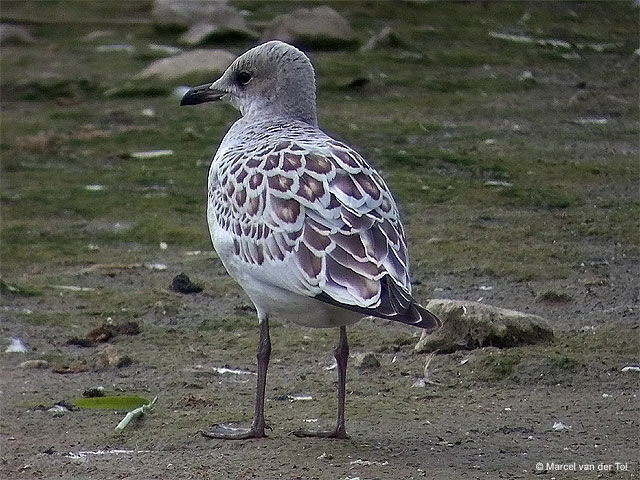 Mouette mélanocéphale