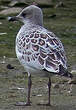 Mouette mélanocéphale