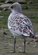 Mouette mélanocéphale