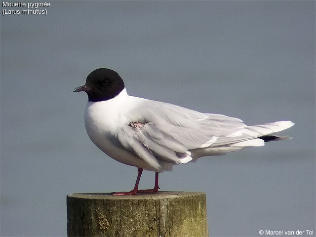 Little Gull