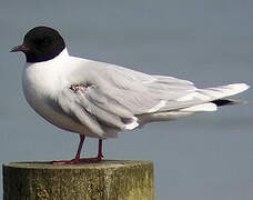 Mouette pygmée