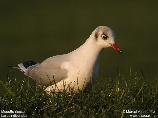 Mouette rieuseadulte internuptial