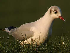 Mouette rieuse