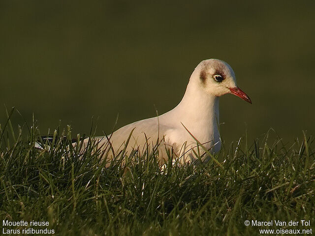 Black-headed Gulladult post breeding