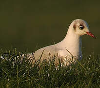 Mouette rieuse