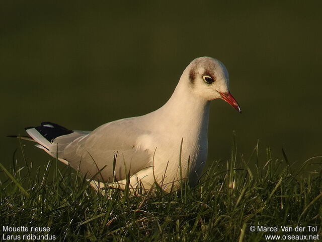 Mouette rieuseadulte internuptial