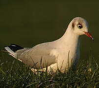 Mouette rieuse