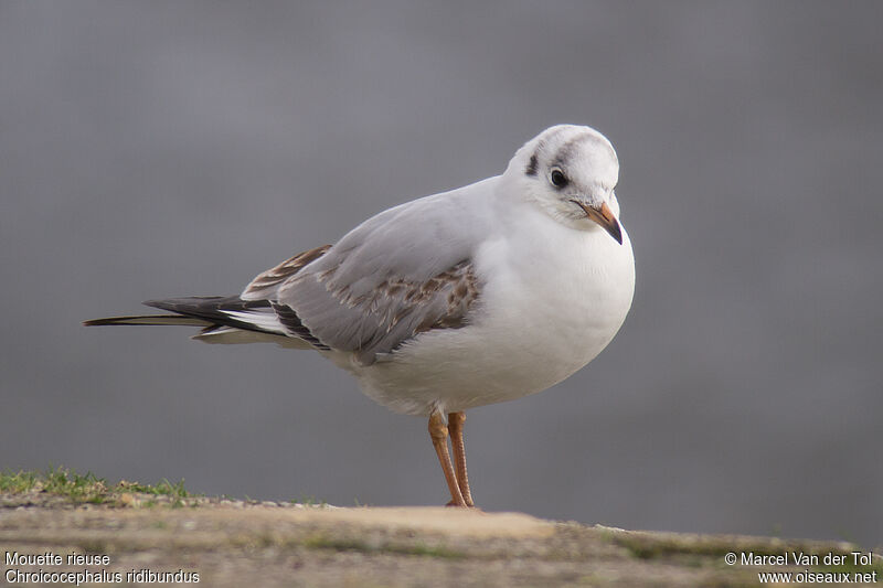 Mouette rieuseimmature