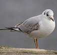 Mouette rieuse