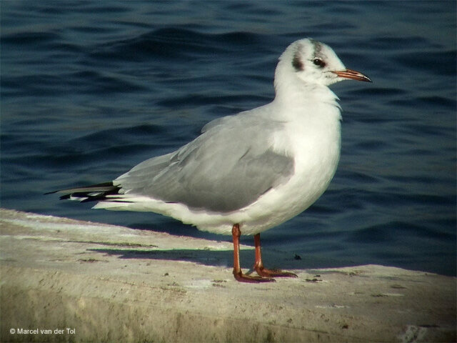 Mouette rieuse