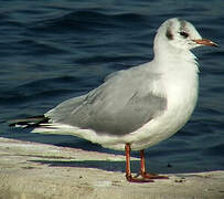 Mouette rieuse