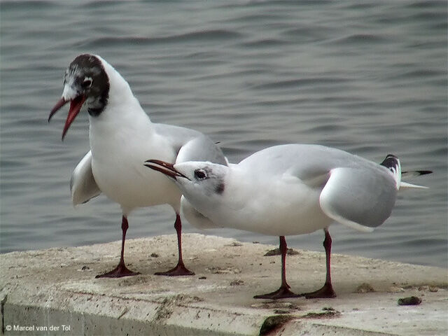 Mouette rieuse