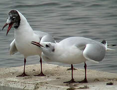 Mouette rieuse