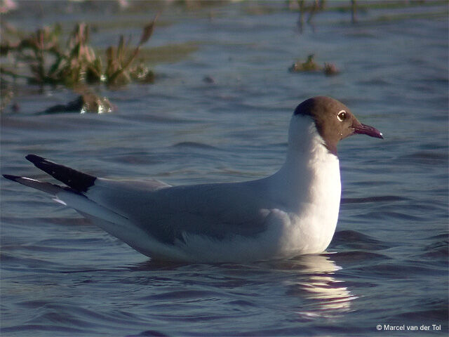 Black-headed Gull