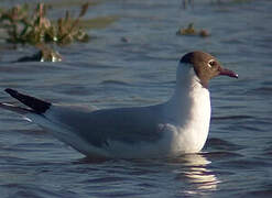 Mouette rieuse