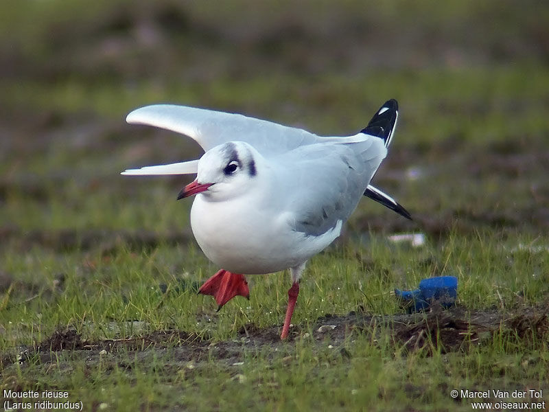 Mouette rieuse