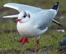 Mouette rieuse