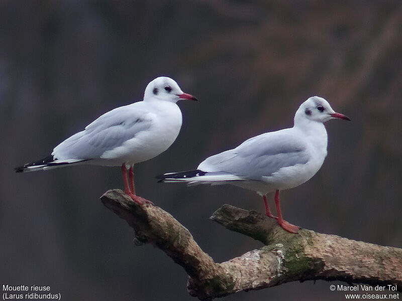 Black-headed Gull