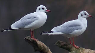 Mouette rieuse