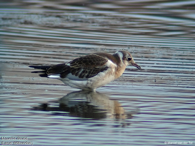 Black-headed Gull