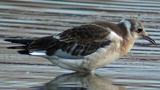 Mouette rieuse