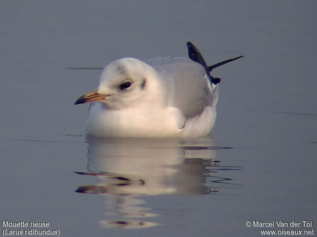 Black-headed Gull