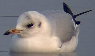 Mouette rieuse