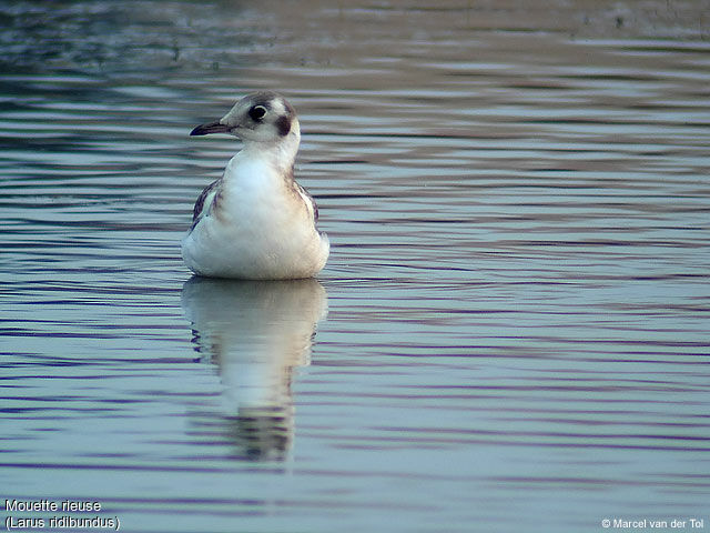 Mouette rieuse