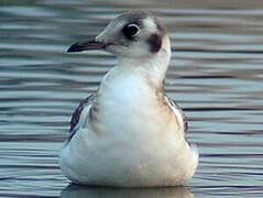 Mouette rieuse