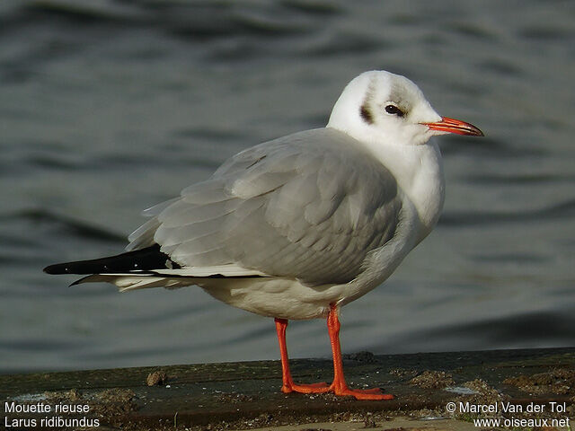 Black-headed Gulladult post breeding