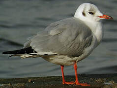 Mouette rieuse