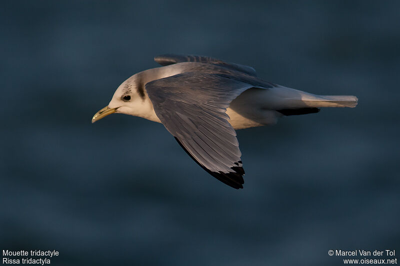 Black-legged Kittiwakeadult post breeding