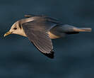 Mouette tridactyle