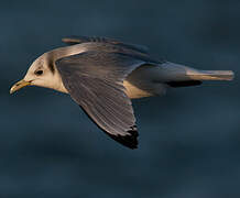 Black-legged Kittiwake