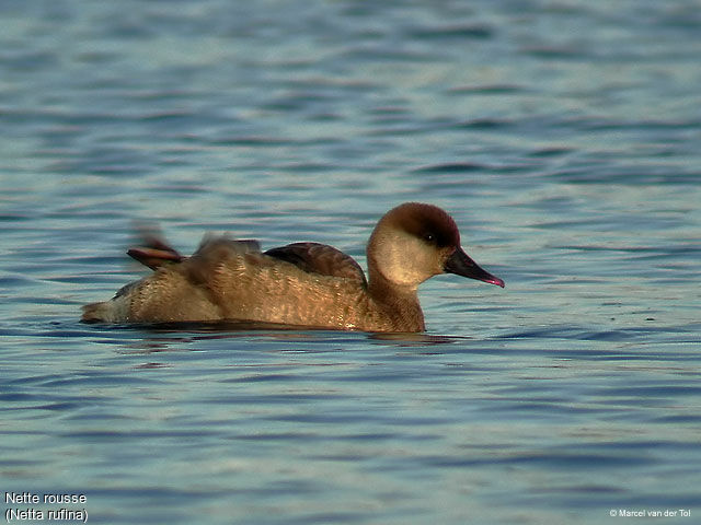 Red-crested Pochard