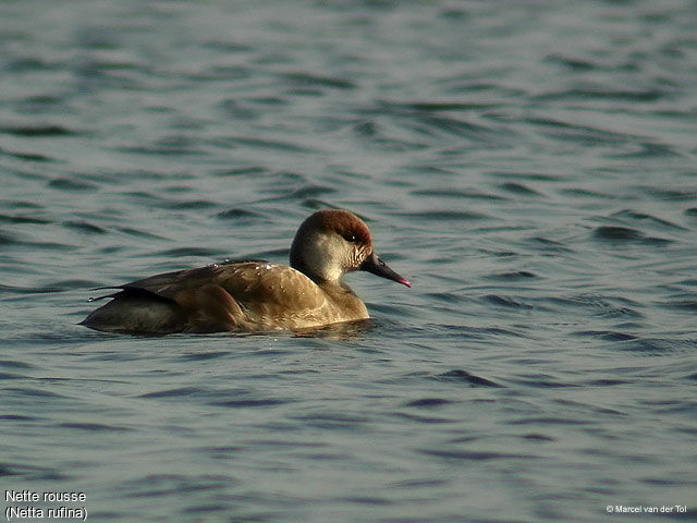 Red-crested Pochard