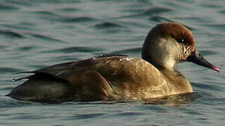 Red-crested Pochard