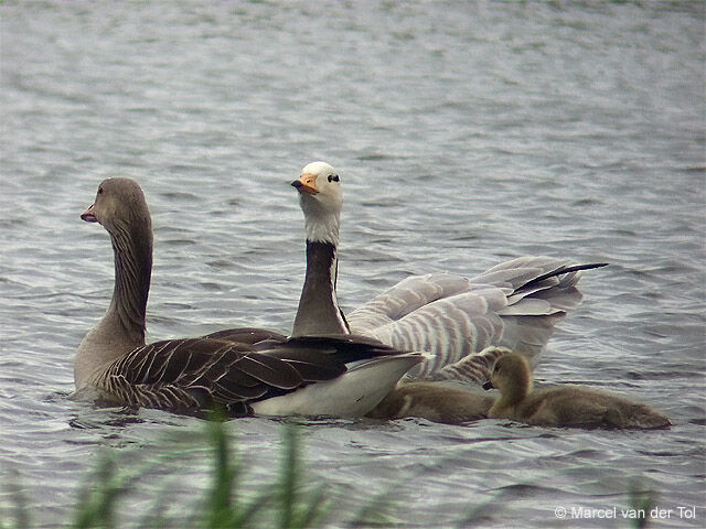 Bar-headed Goose