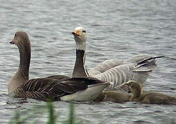 Bar-headed Goose